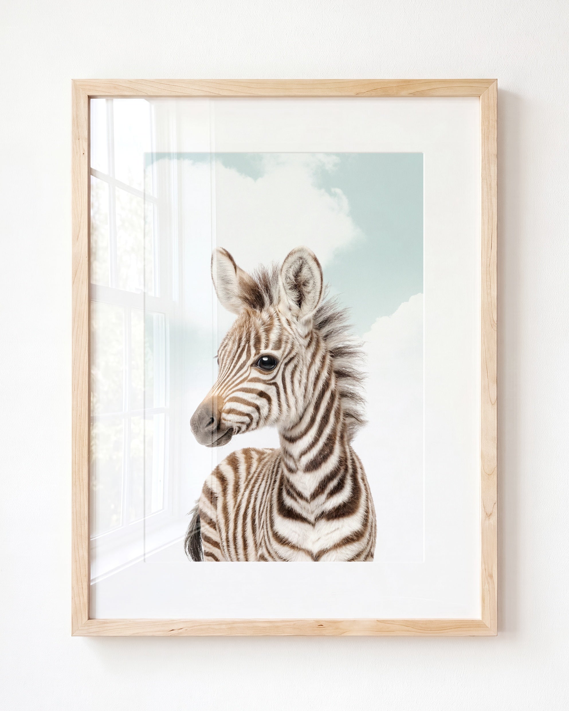 Baby Zebra