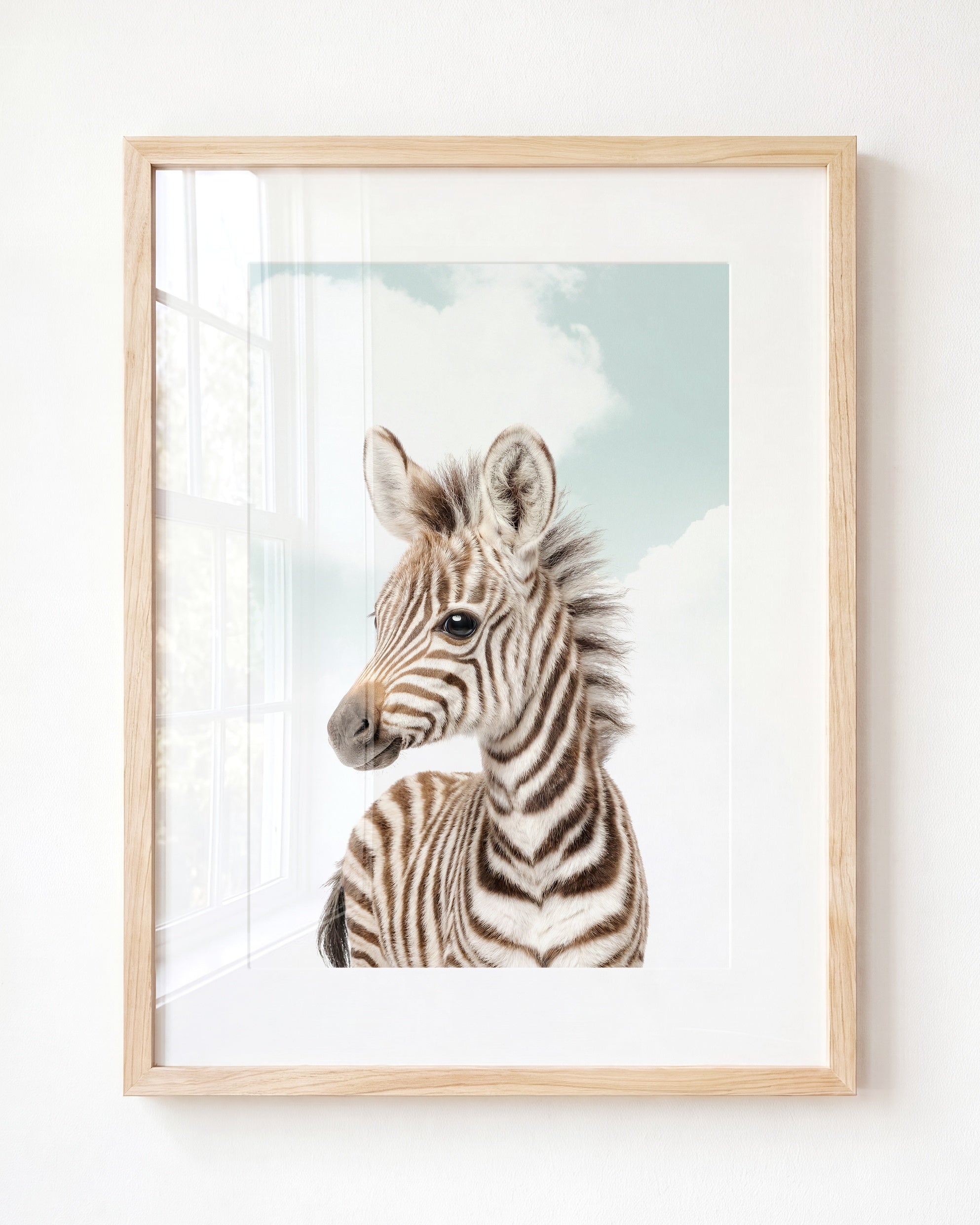 Baby Zebra