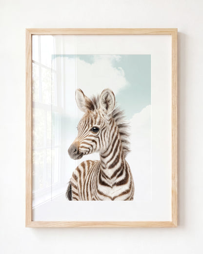 Baby Zebra