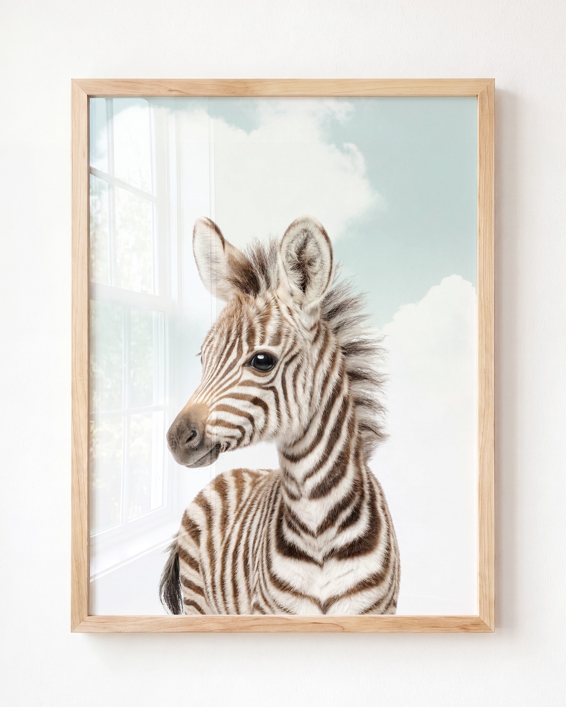 Baby Zebra