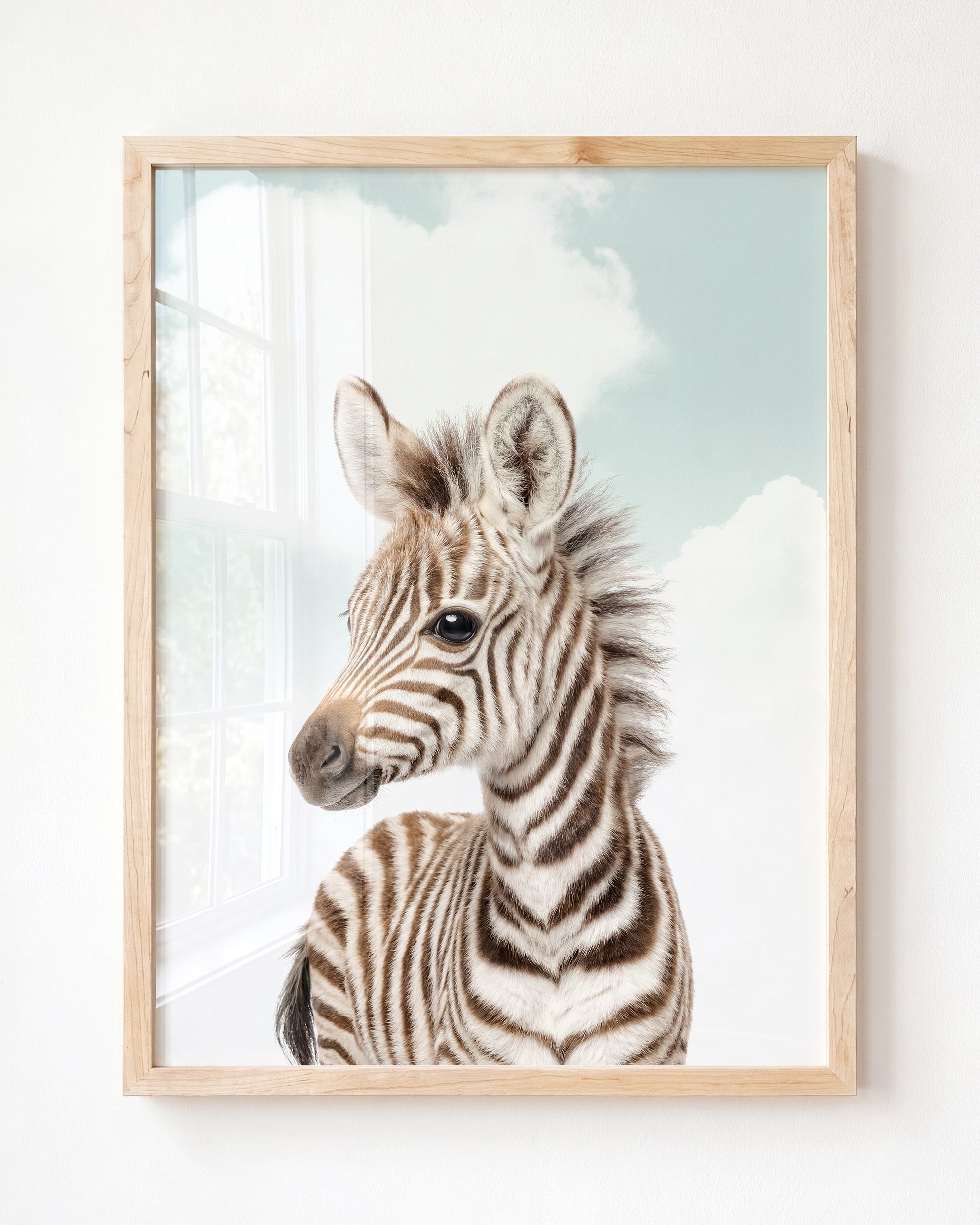 Baby Zebra
