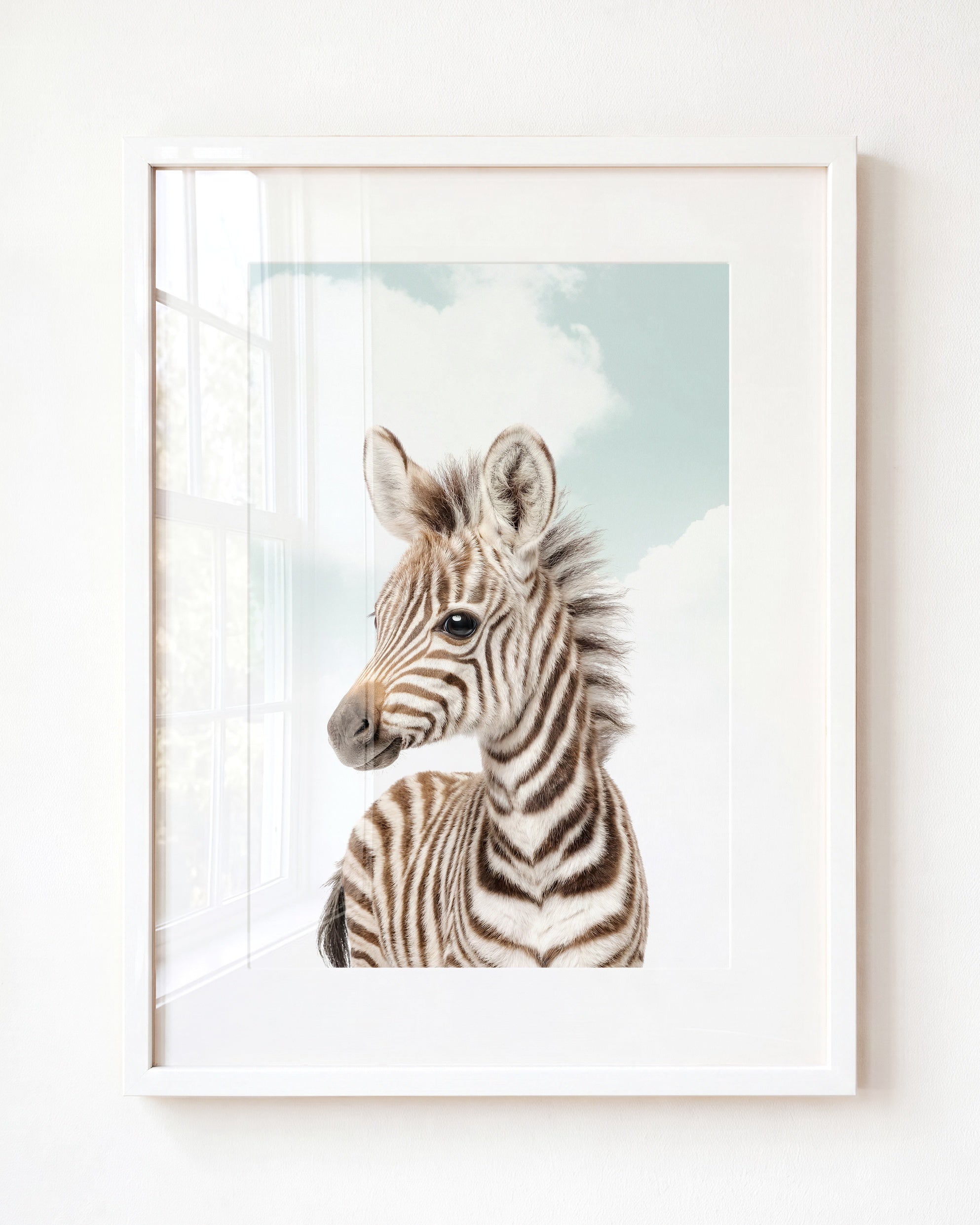 Baby Zebra