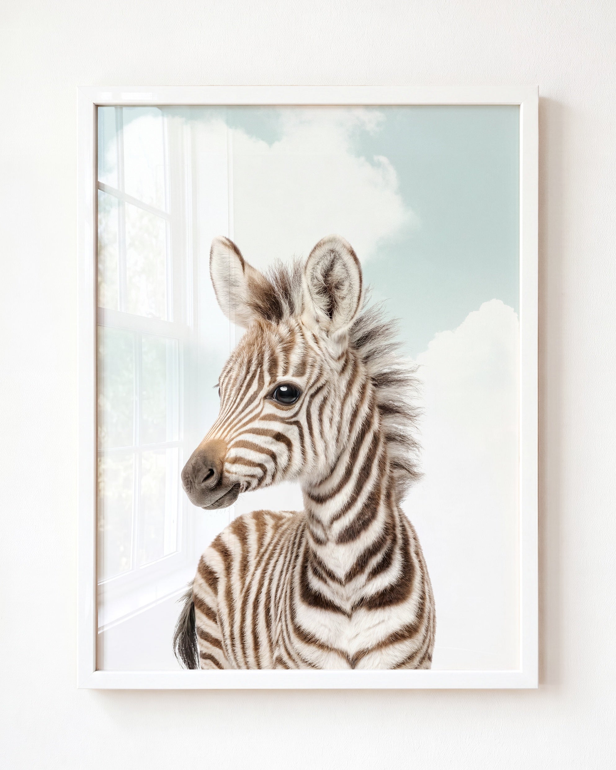 Baby Zebra