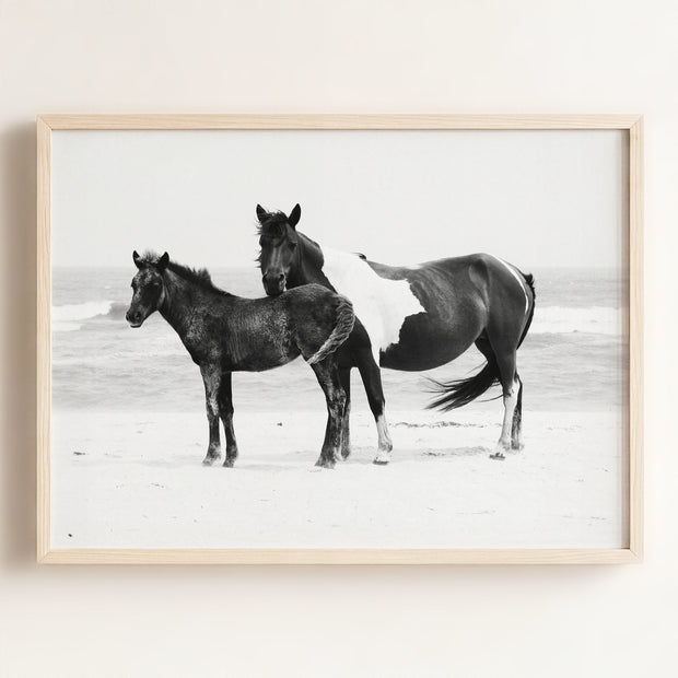 Black & White Mare and Foal