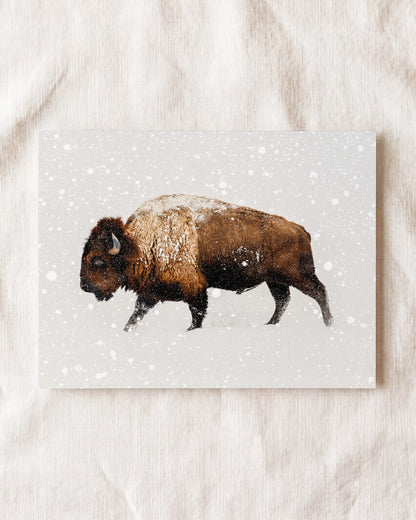 Buffalo in Snow