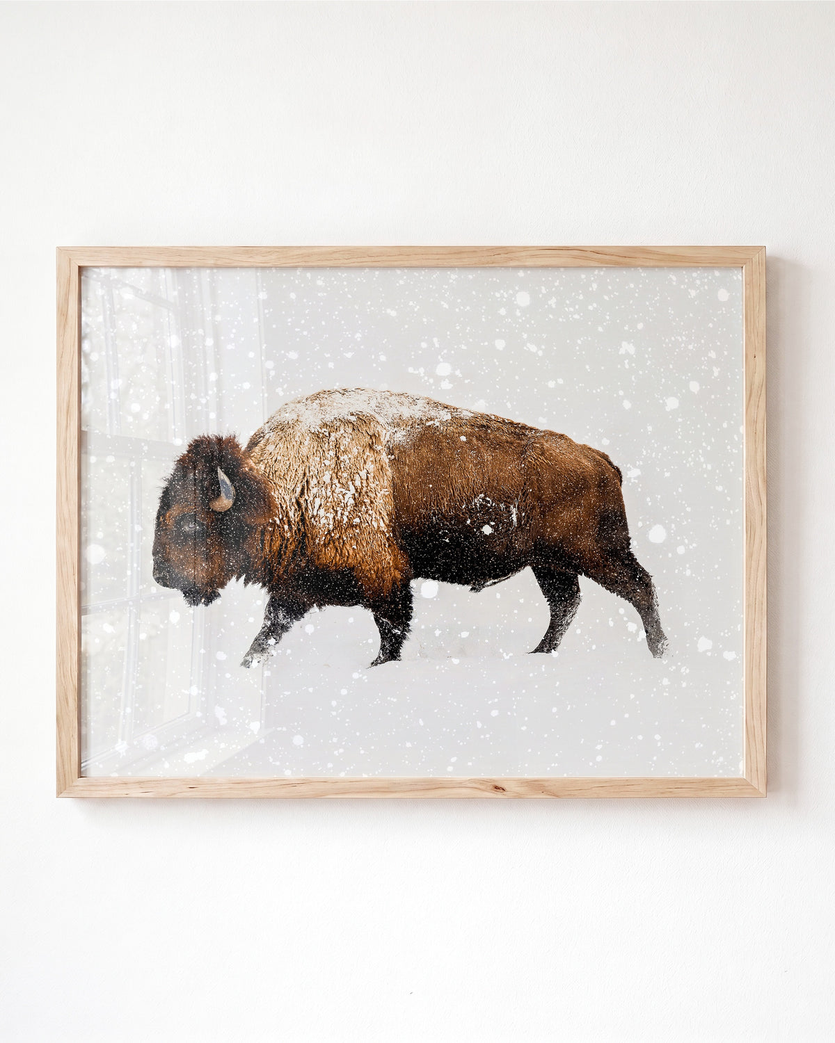Buffalo in Snow
