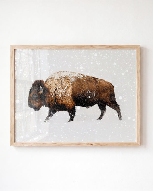 Buffalo in Snow