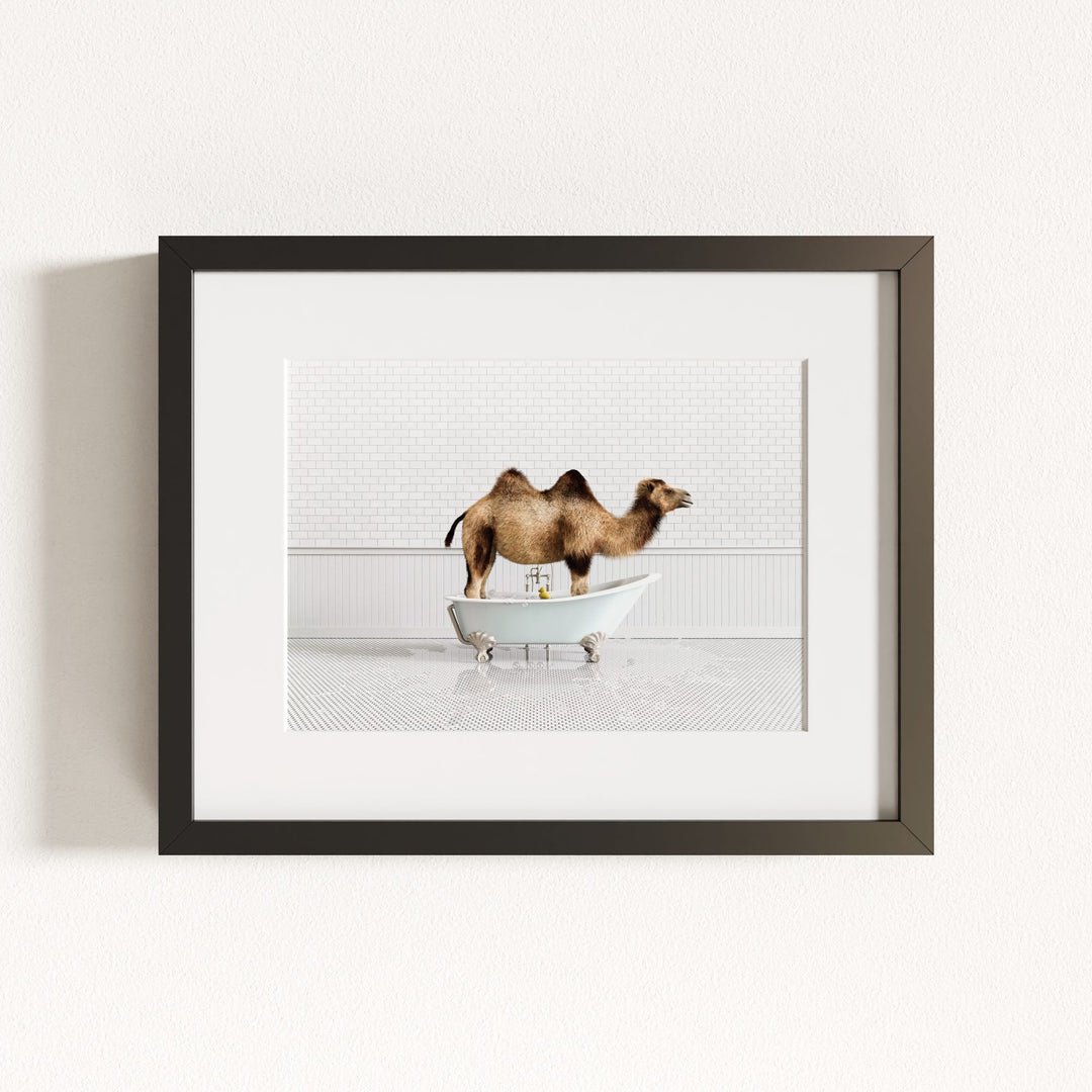 Camel in Blue Bathtub