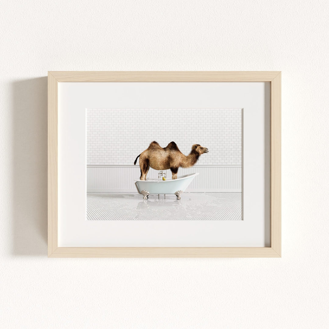 Camel in Blue Bathtub