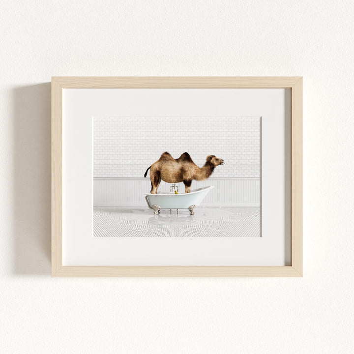 Camel in Blue Bathtub