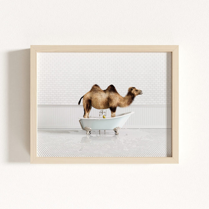 Camel in Blue Bathtub