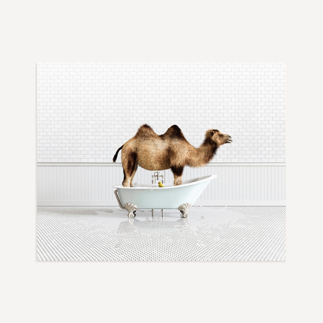 Camel in Blue Bathtub