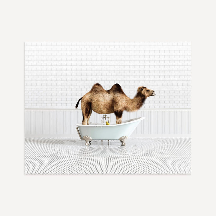 Camel in Blue Bathtub