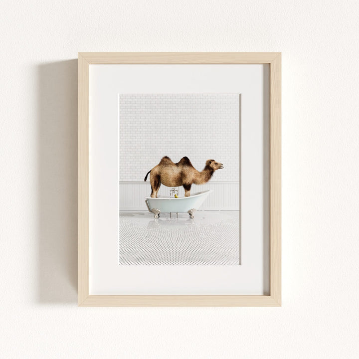 Camel in Blue Bathtub