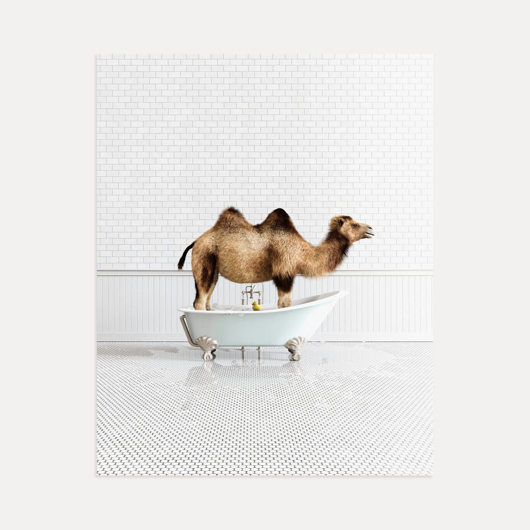 Camel in Blue Bathtub