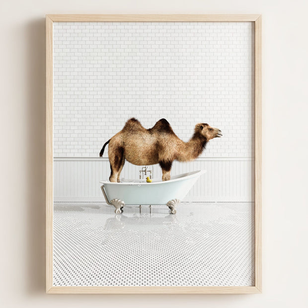 Camel in Blue Bathtub