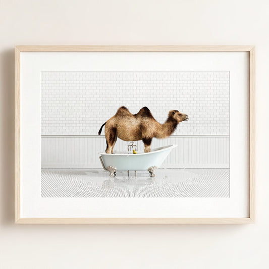 Camel in Blue Bathtub
