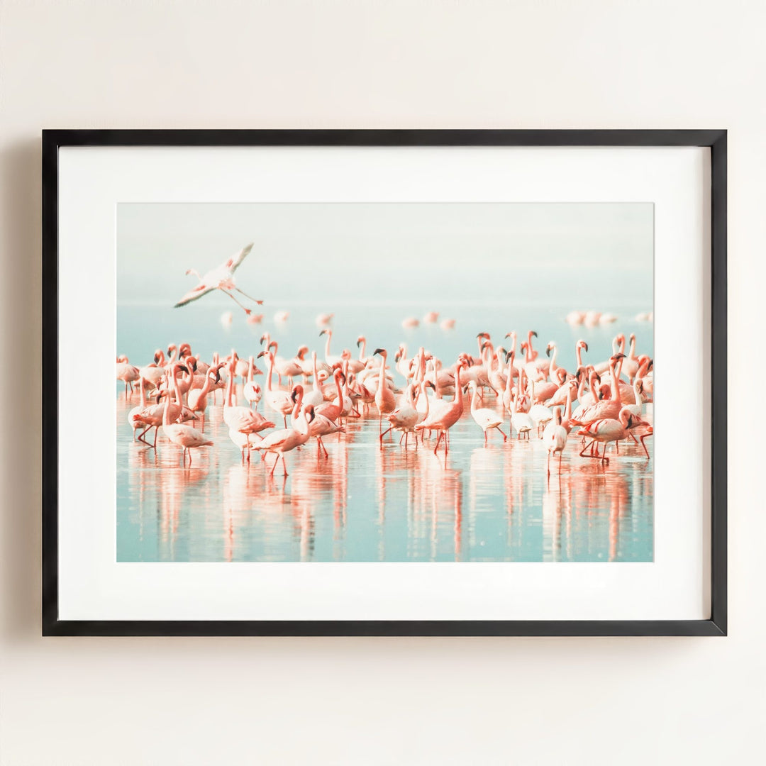 Flamingo flock