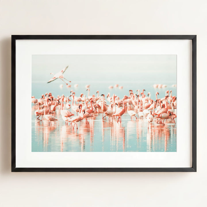 Flamingo flock