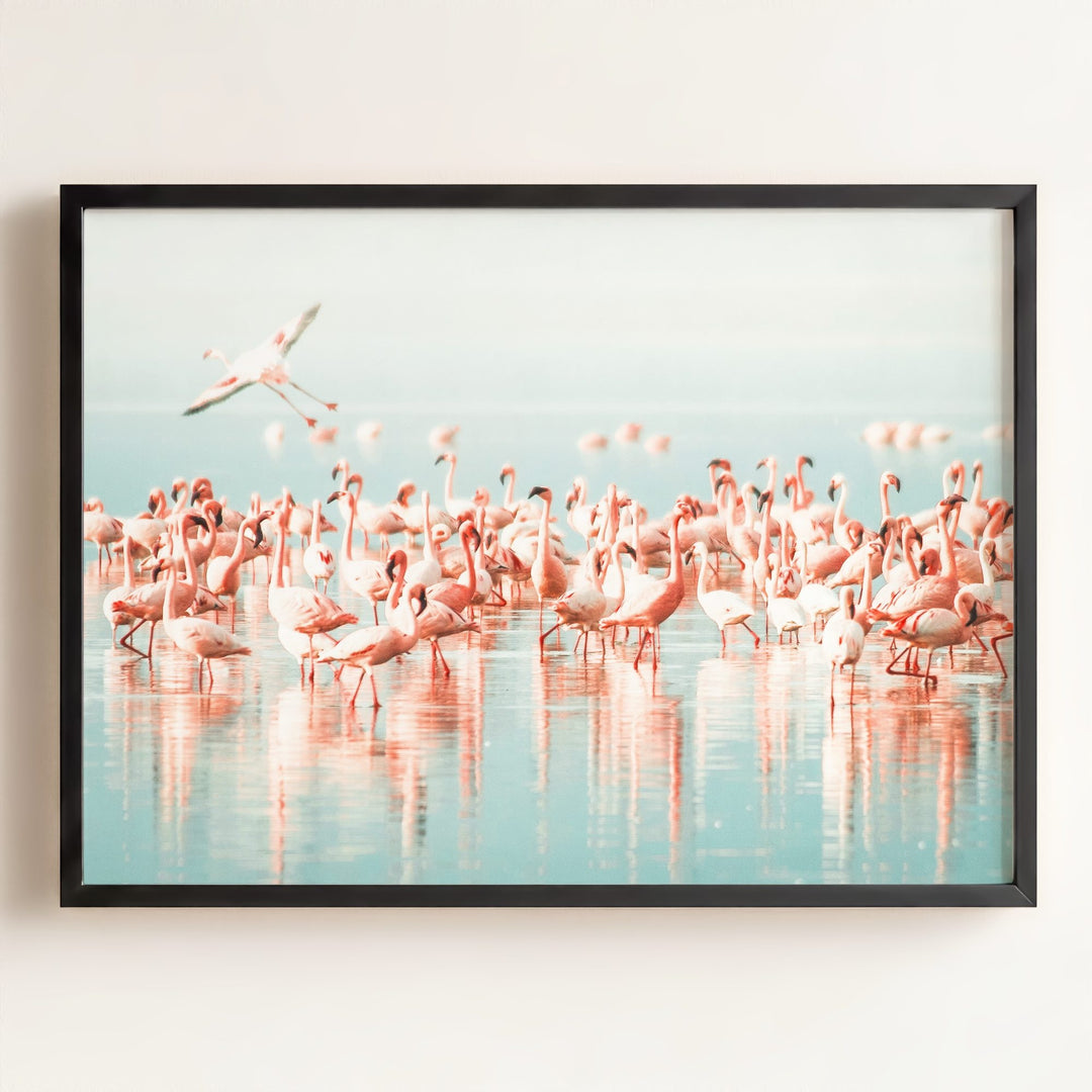 Flamingo flock