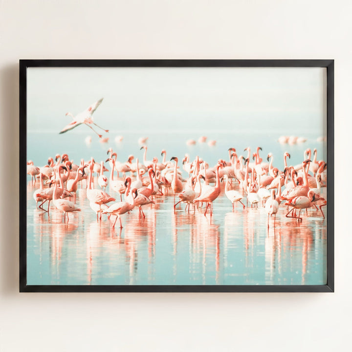 Flamingo flock
