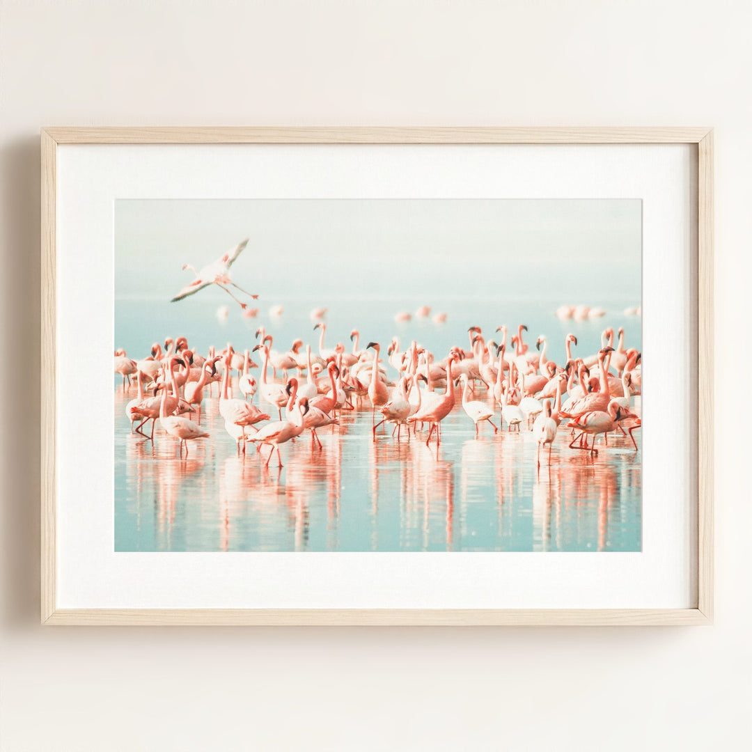 Flamingo flock
