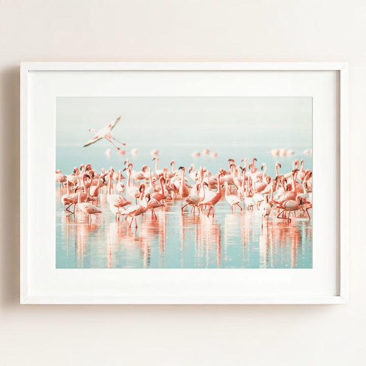 Flamingo flock