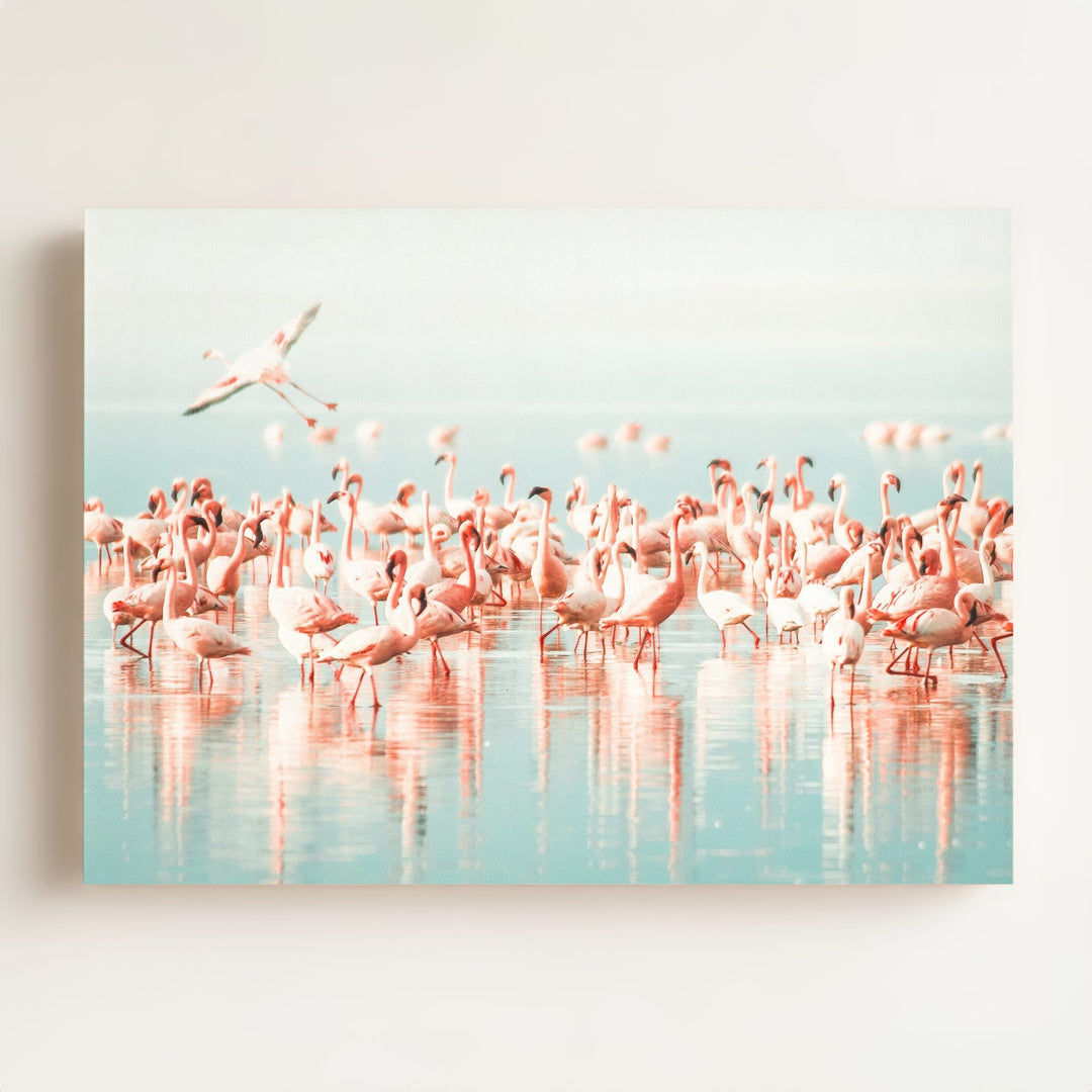 Flamingo flock