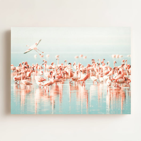 Flamingo flock