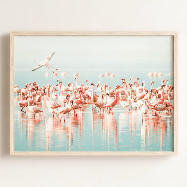 Flamingo flock