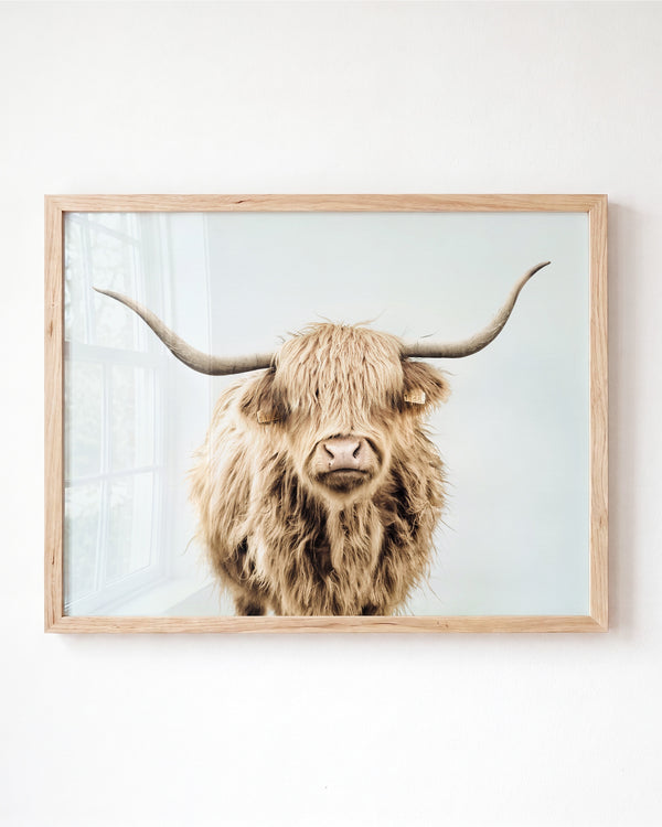 Highland Cow No. 3 with Background