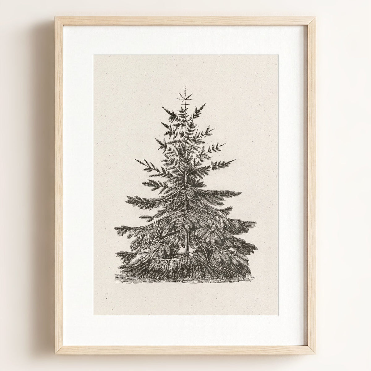 Old Pine Art Print – Framed