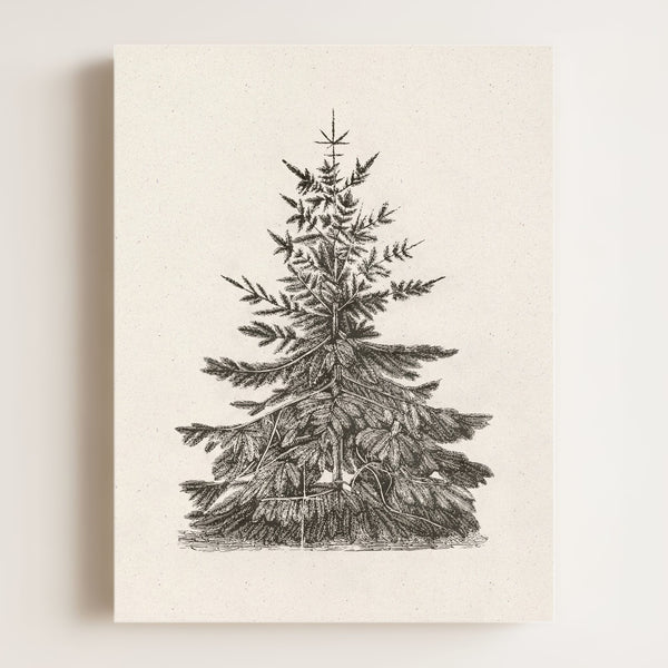 Old Pine Art Print