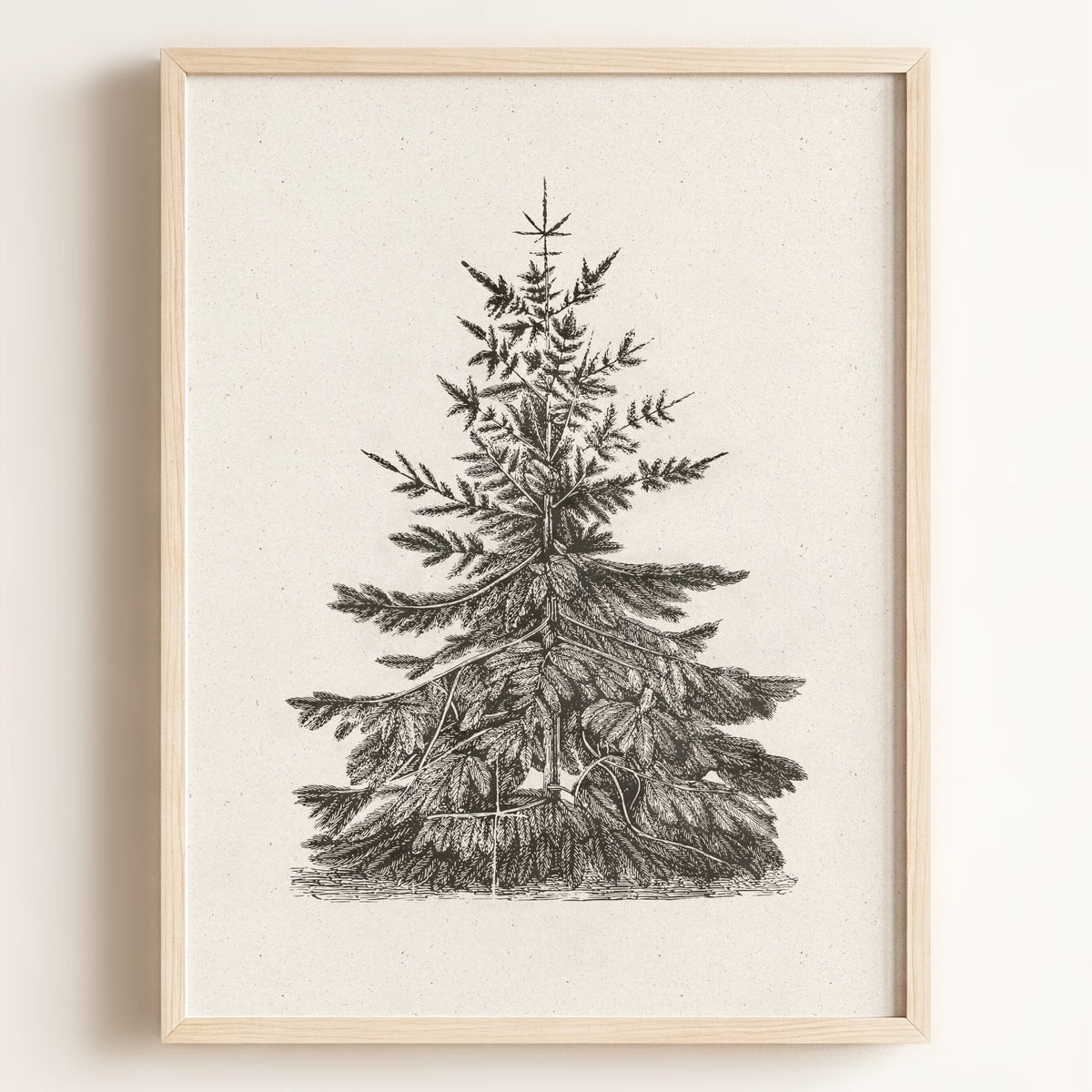 Old Pine Art Print – Framed