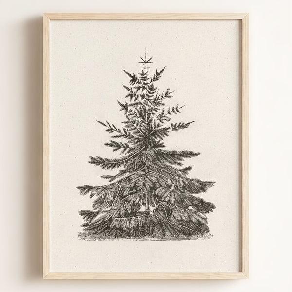 Old Pine Art Print