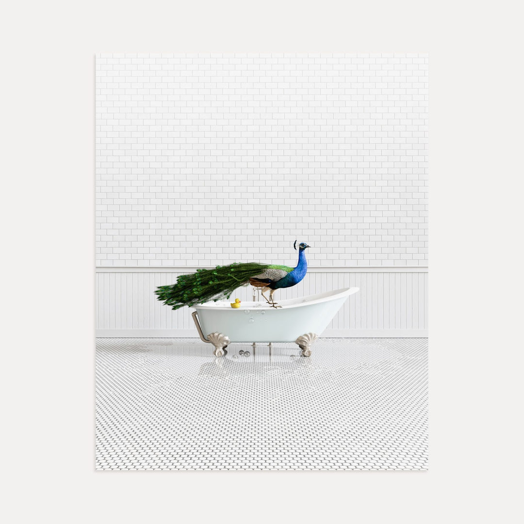 Peacock in Blue Bathtub