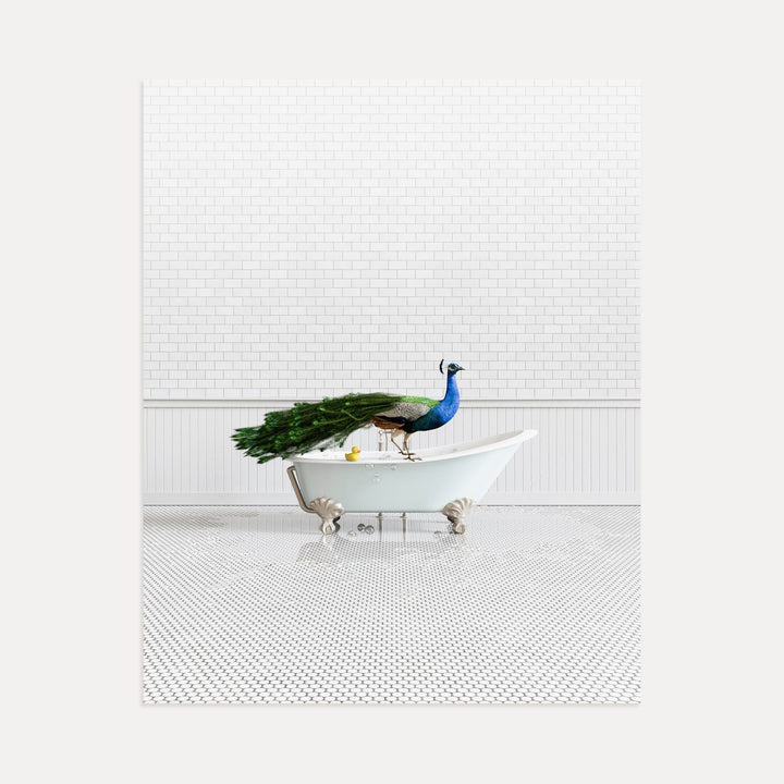 Peacock in Blue Bathtub