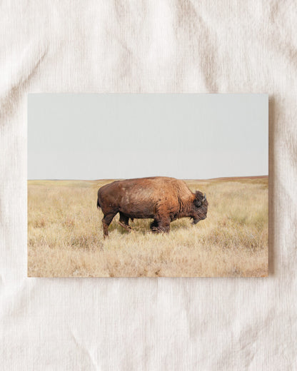 Prairie Bison