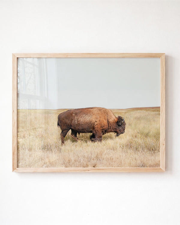 Prairie Bison