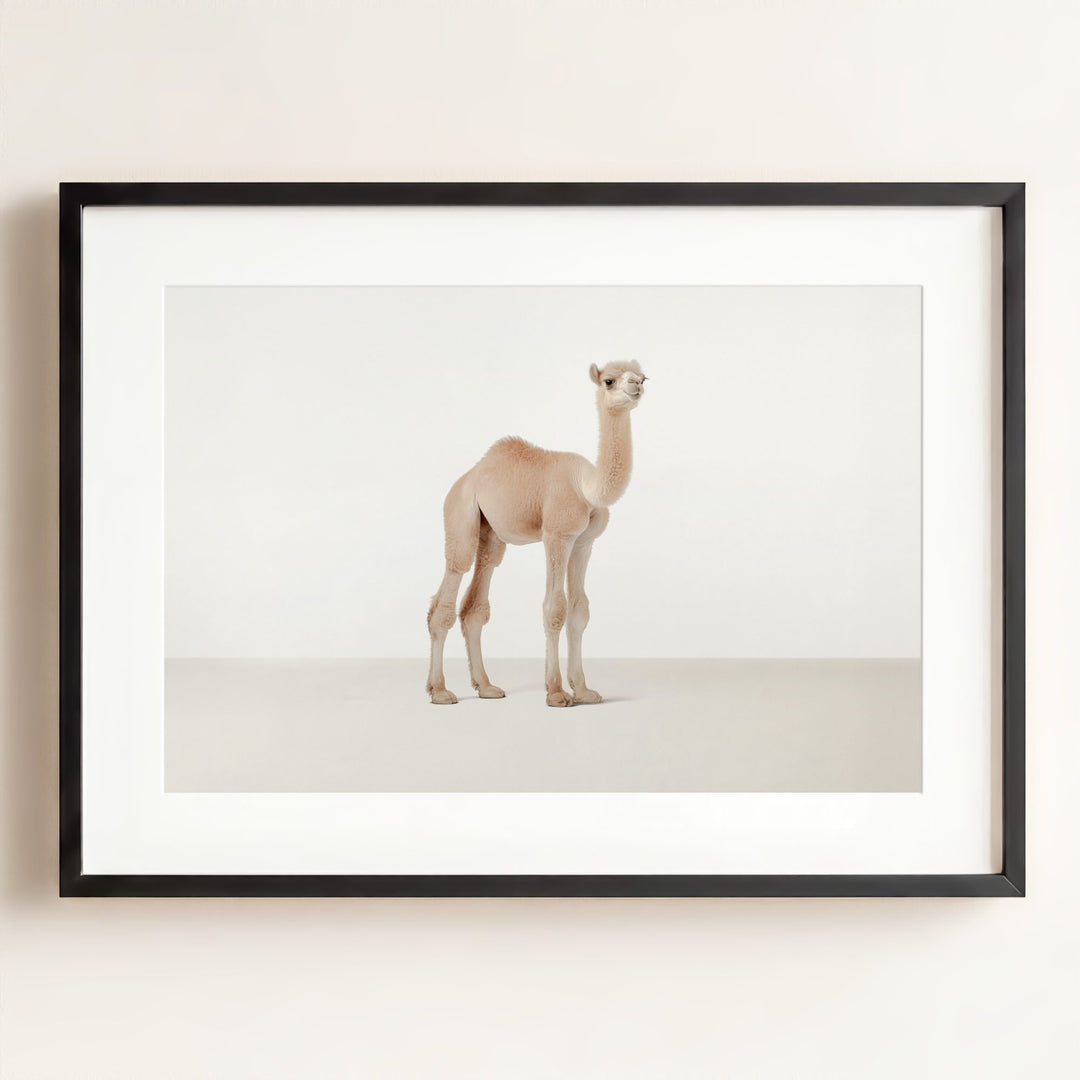 Studio Camel Art Print
