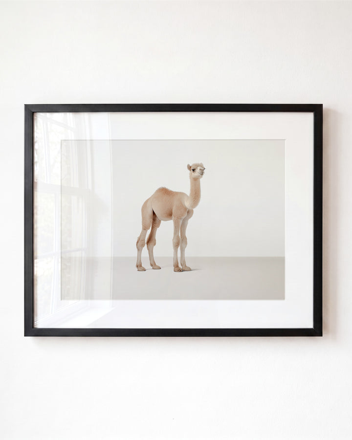 Studio Camel Art Print