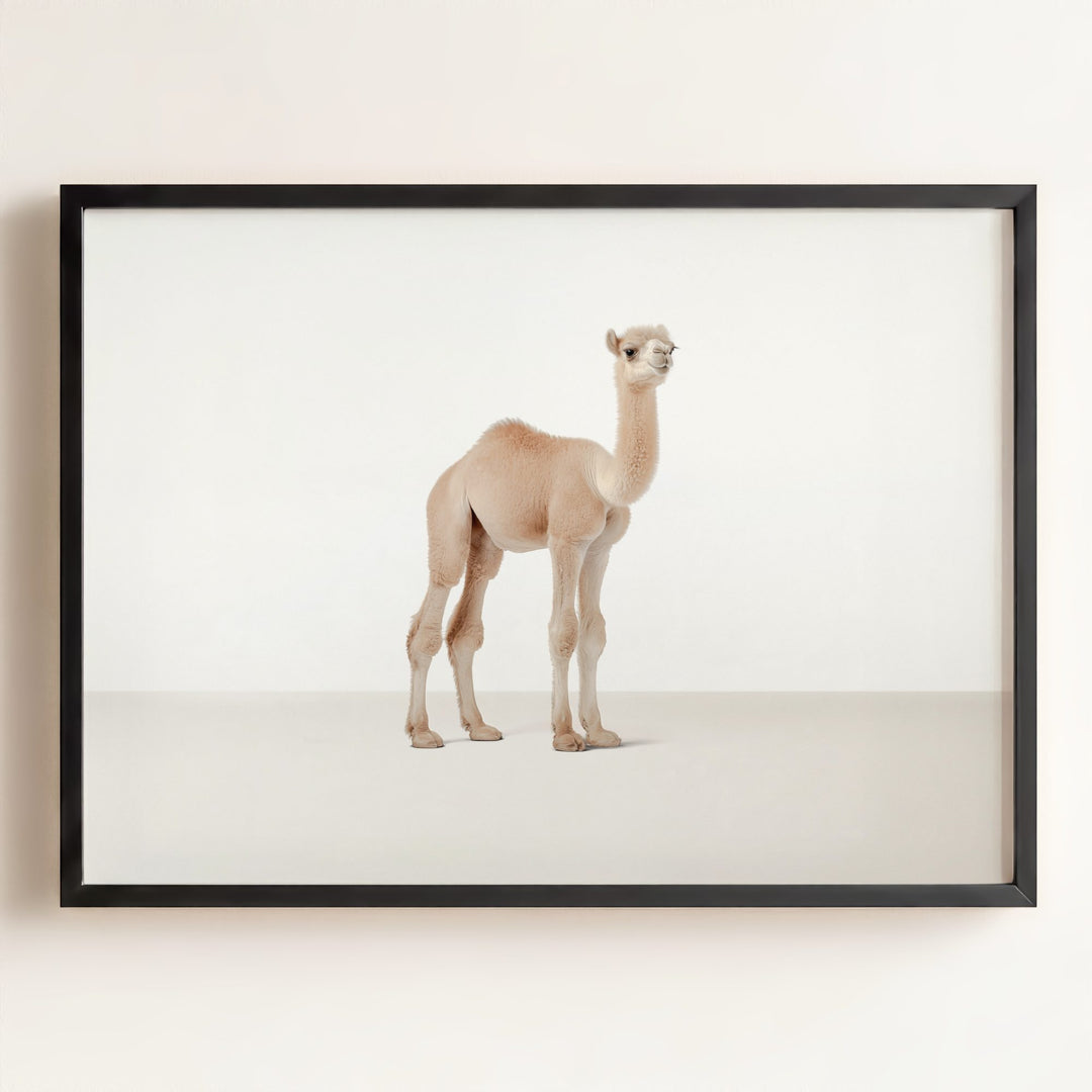 Studio Camel Art Print