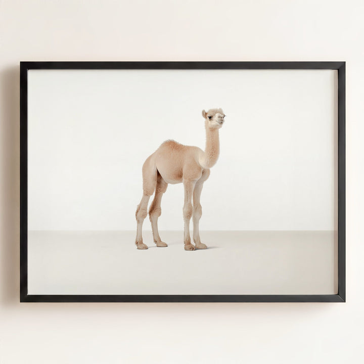 Studio Camel Art Print