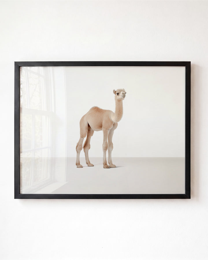 Studio Camel Art Print