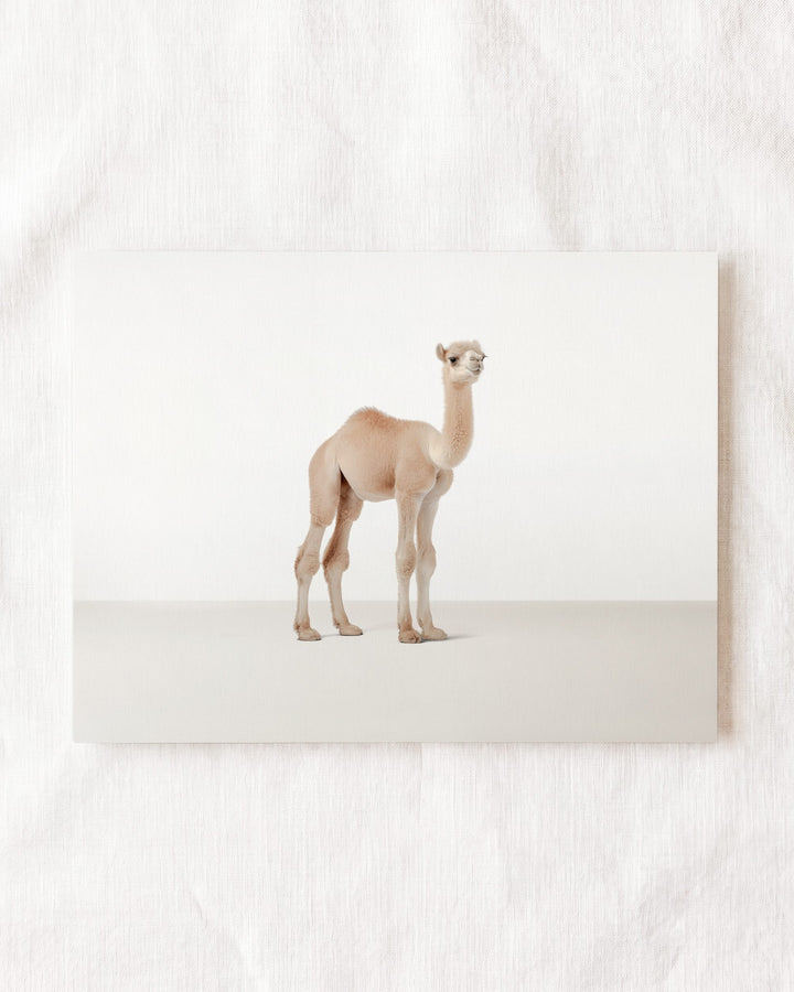 Studio Camel Art Print