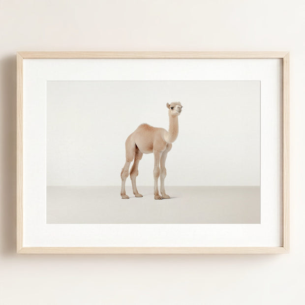 Studio Camel Art Print