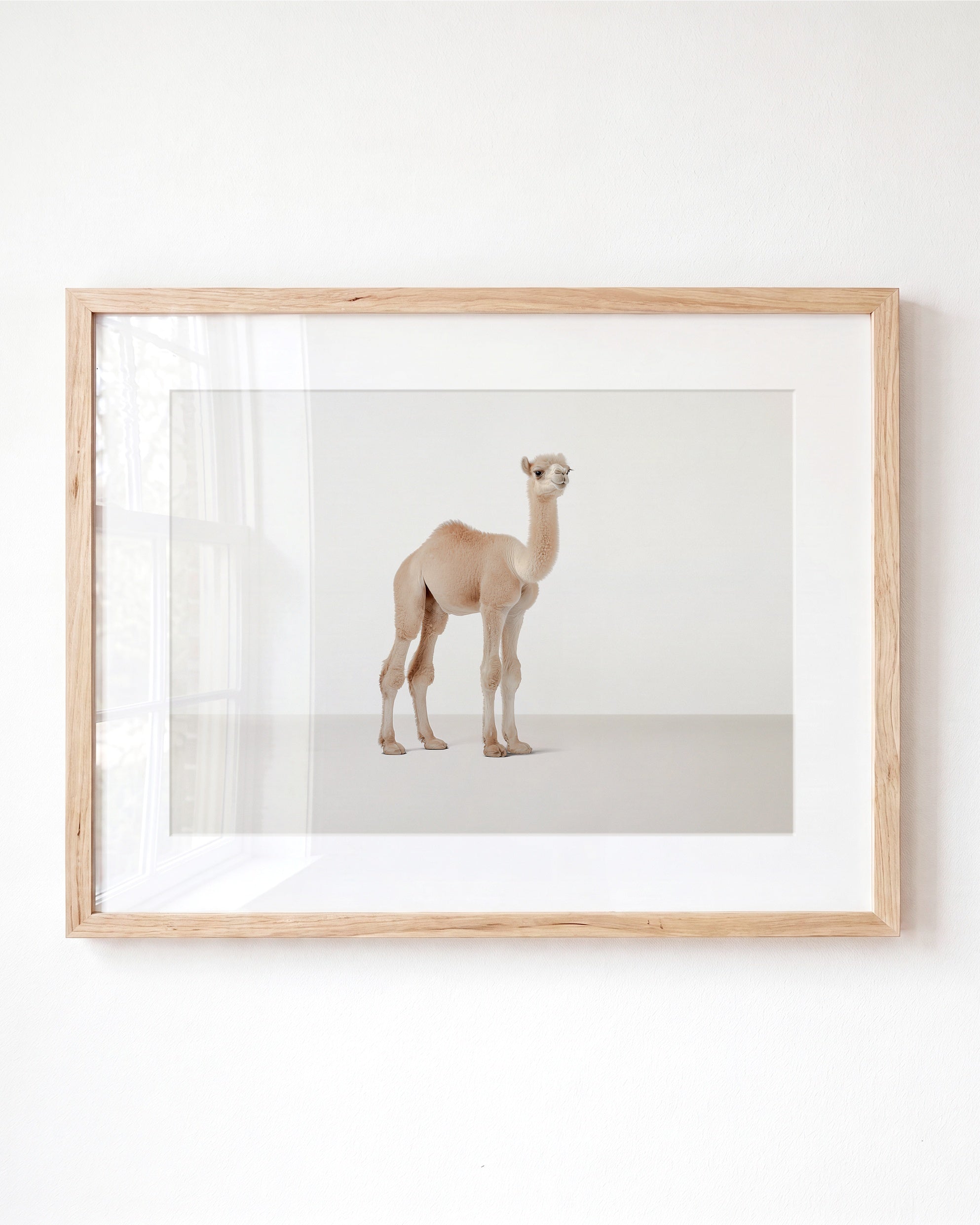 Studio Camel Art Print