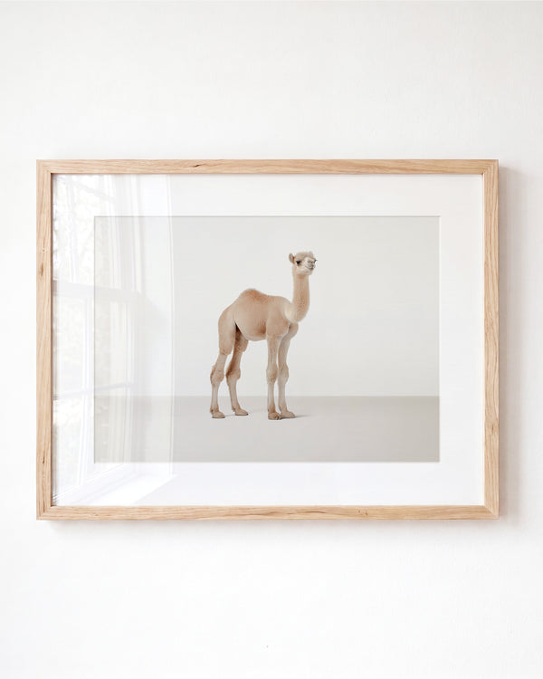 Studio Camel Art Print