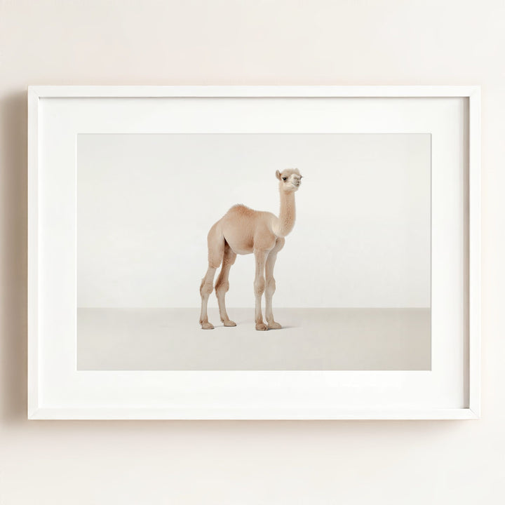 Studio Camel Art Print