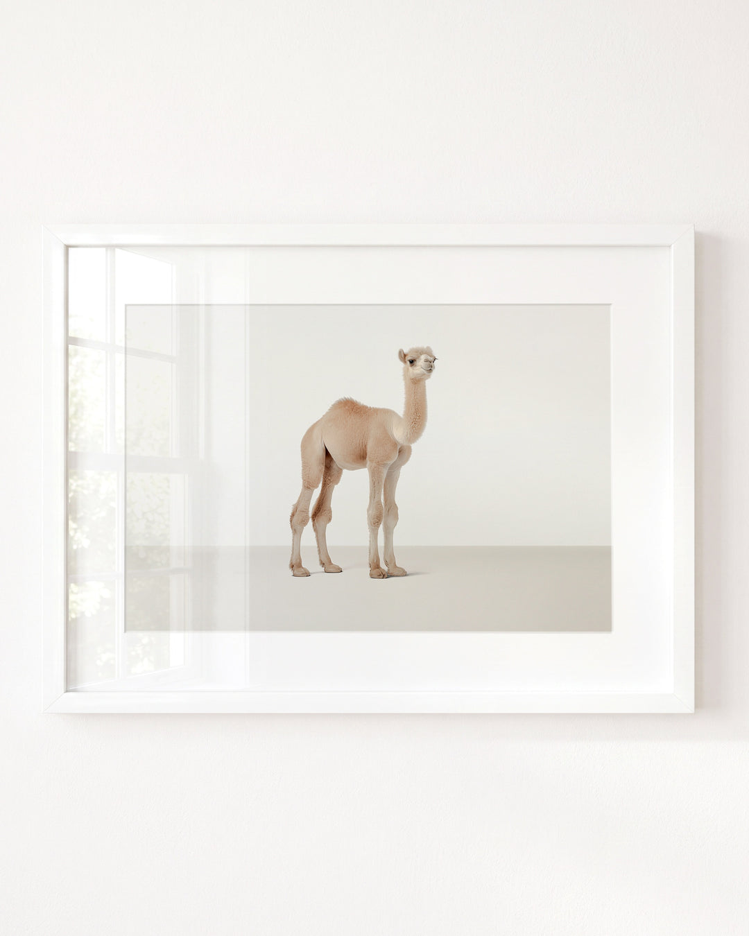 Studio Camel Art Print